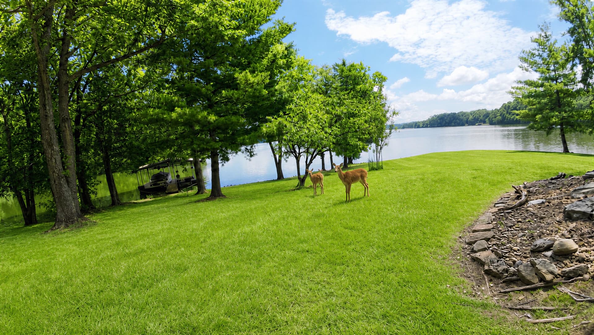 004_Deer Posing For Pics 3.jpg
