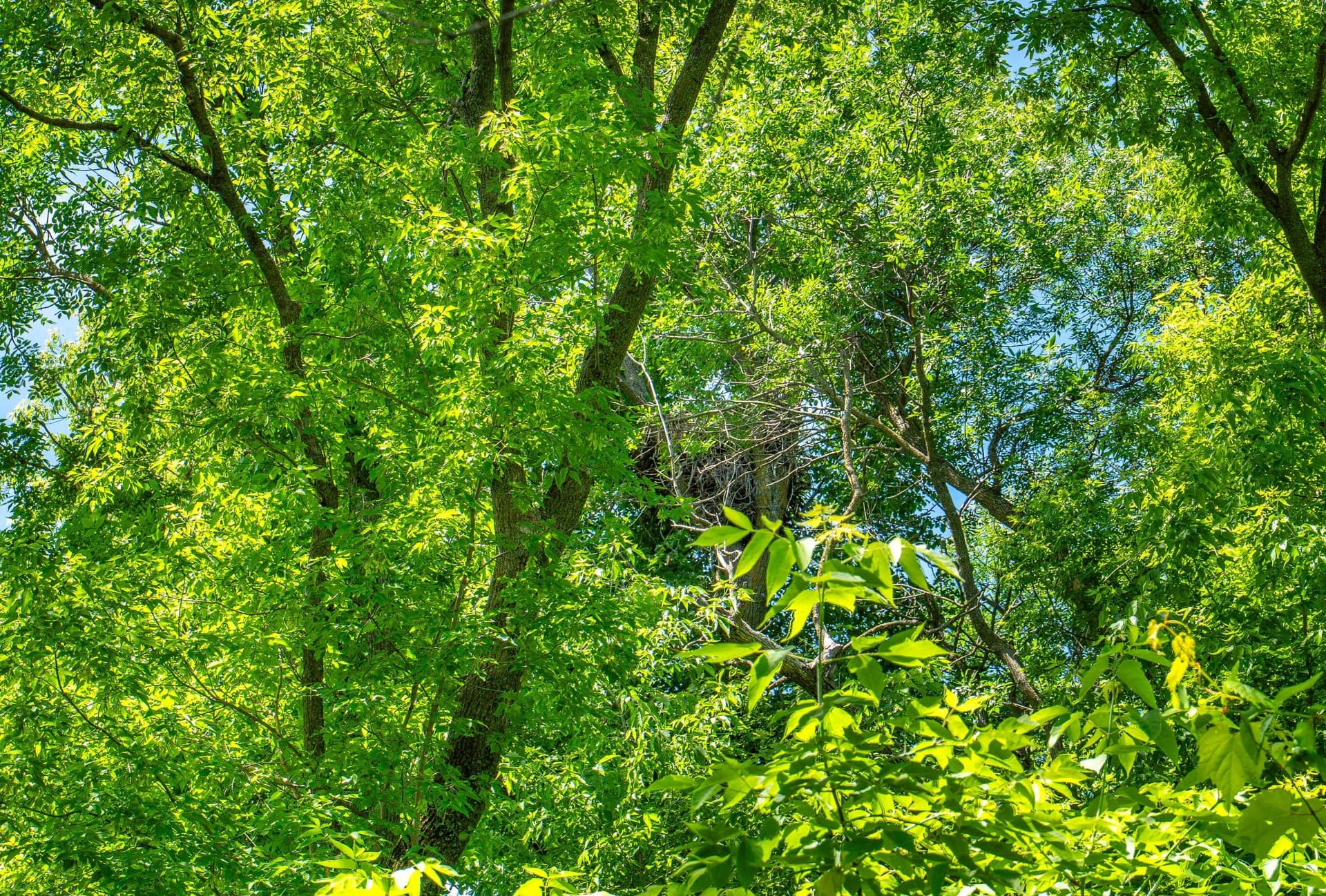 Star Lake Island-Lot-131.jpg