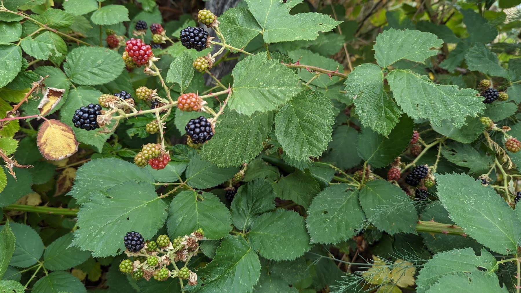 PXL_20230805_174019312.jpg