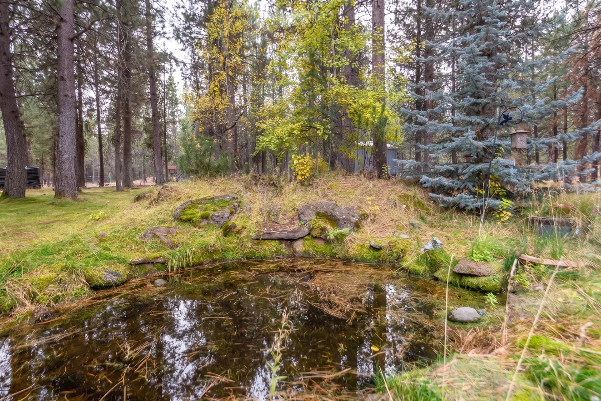 Longleaf Pines_Chris-26.edited.jpg