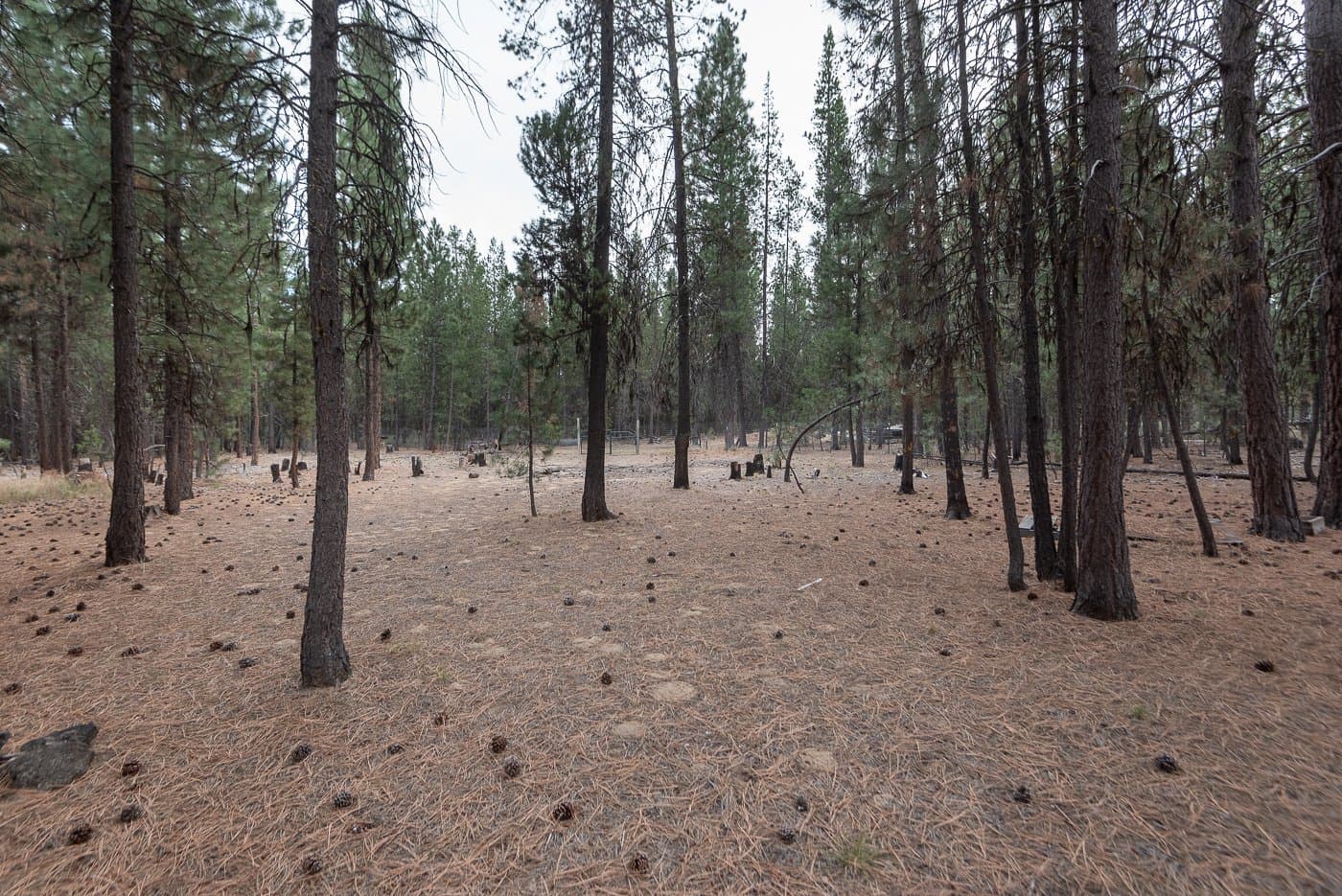 Longleaf Pines_Chris-17.jpg