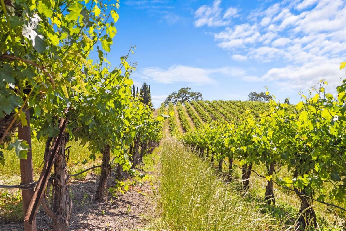 096-13404 Flora Ranch Rd, Healdsburg, CA, 95448 - Digital Twinners-49.jpg