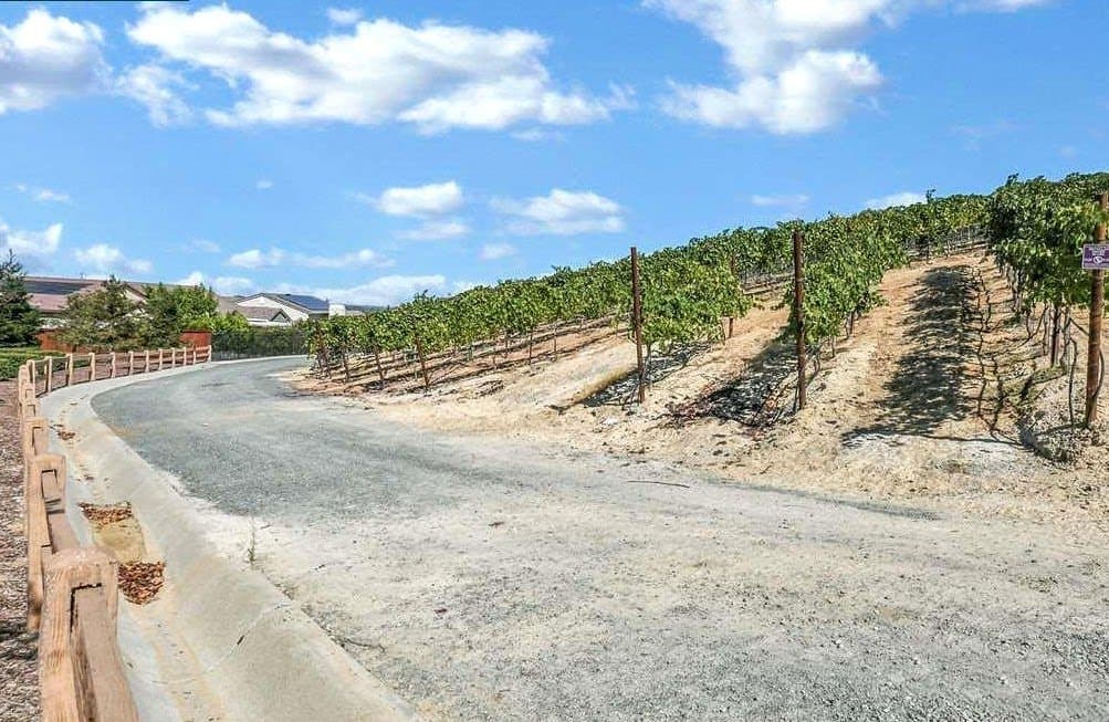 vineyards.jpg